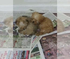 Poodle (Toy)-YorkiePoo Mix Puppy for sale in LEASBURG, MO, USA