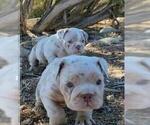 Small Photo #14 English Bulldog Puppy For Sale in HESPERIA, CA, USA