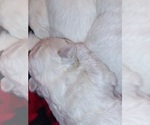Small Photo #2 Bichon Frise Puppy For Sale in WINSTON SALEM, NC, USA