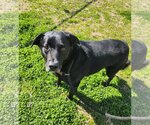 Small Photo #1 Labrador Retriever-Unknown Mix Puppy For Sale in Grovetown, GA, USA