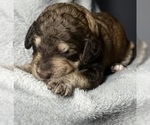 Small #5 Goldendoodle