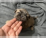 Puppy 3 Shih Tzu