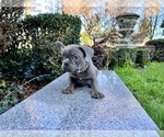Small Photo #236 French Bulldog Puppy For Sale in HAYWARD, CA, USA