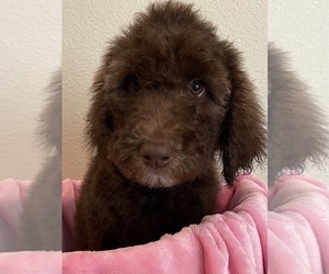 Labradoodle Puppy for sale in CULVER, OR, USA