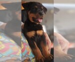 Small #2 Rottweiler