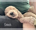 Small Photo #16 Goldendoodle Puppy For Sale in ALLENDALE, MI, USA