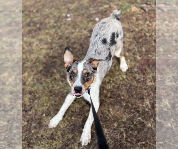 Medium Photo #3 Mutt Puppy For Sale in Garden City, NY, USA