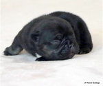 Small Photo #11 French Bulldog Puppy For Sale in WINNSBORO, TX, USA