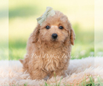 Small #3 Goldendoodle (Miniature)