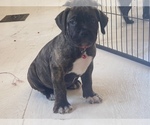 Small Photo #3 Cane Corso Puppy For Sale in SAHUARITA, AZ, USA
