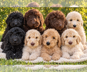 Poodle (Standard) Puppy for sale in STONEVILLE, NC, USA