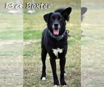 Small Australian Kelpie