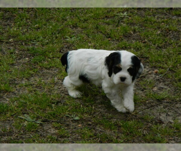 Medium Photo #3 Cocker Spaniel Puppy For Sale in BEECH ISLAND, SC, USA