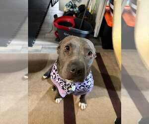 Bunny - Adopt Me! - Female American Staffordshire Terrier-Unknown Mix Dog for Adoption - Photo #26