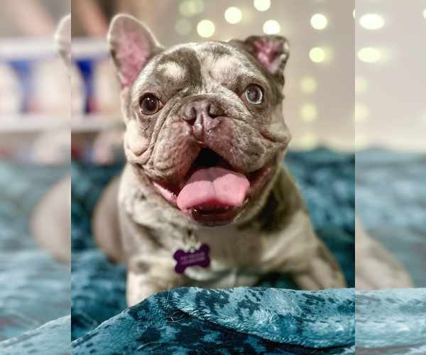 Medium Photo #2 French Bulldog-Unknown Mix Puppy For Sale in Corona, CA, USA