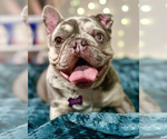 Small #1 French Bulldog Mix