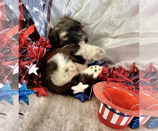 Medium Photo #10 Shih Tzu Puppy For Sale in DENTON, MD, USA