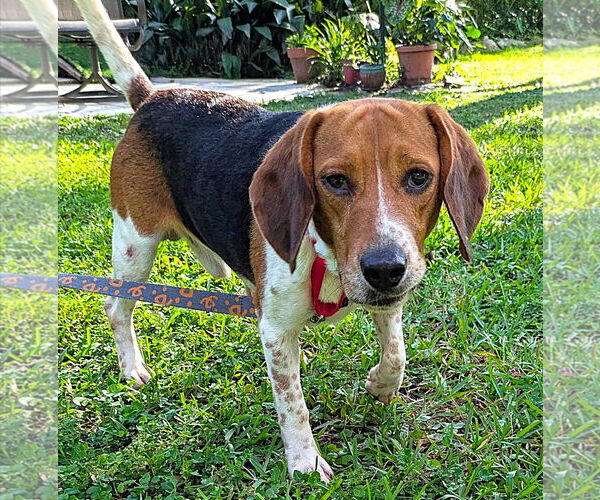 Medium Photo #4 Beagle Puppy For Sale in Dunnellon, FL, USA