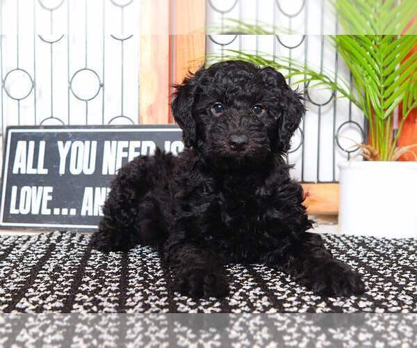 Medium Photo #1 Aussie-Poo Puppy For Sale in NAPLES, FL, USA