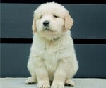 Puppy Dopey Green Golden Retriever