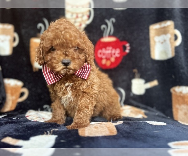 Medium Photo #4 Cavapoo Puppy For Sale in LAKELAND, FL, USA