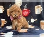 Small #3 Cavapoo