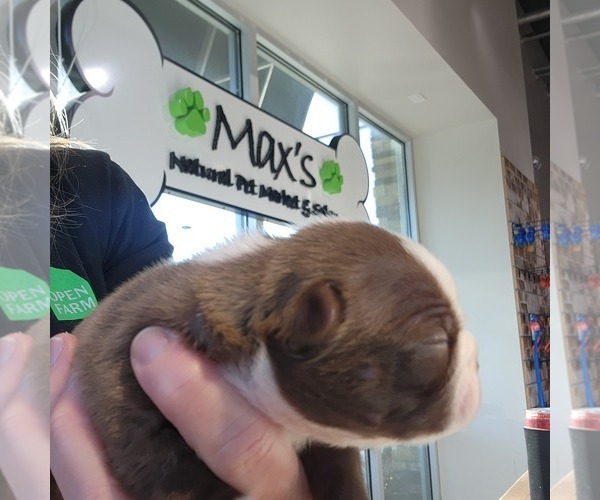 Medium Photo #16 Boston Terrier Puppy For Sale in FT MYERS, FL, USA