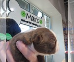 Small #2 Boston Terrier