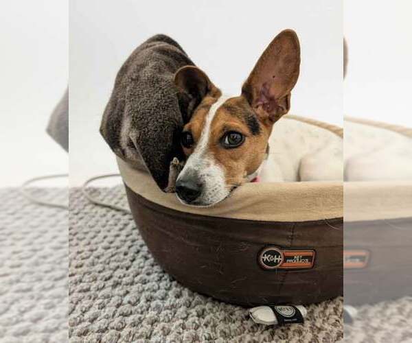 Medium Photo #5 Jack-Rat Terrier Puppy For Sale in Kennesaw, GA, USA