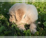 Small Photo #17 Golden Retriever Puppy For Sale in WOOSTER, OH, USA