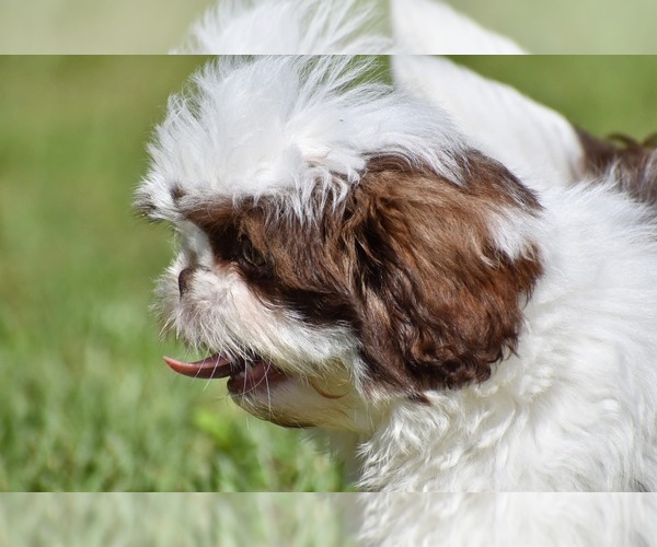 Medium Photo #2 Shih Tzu Puppy For Sale in PALM COAST, FL, USA
