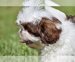 Small #1 Shih Tzu