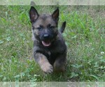 Small #2 German Shepherd Dog