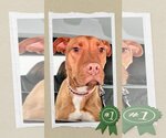 Small #2 American Staffordshire Terrier Mix