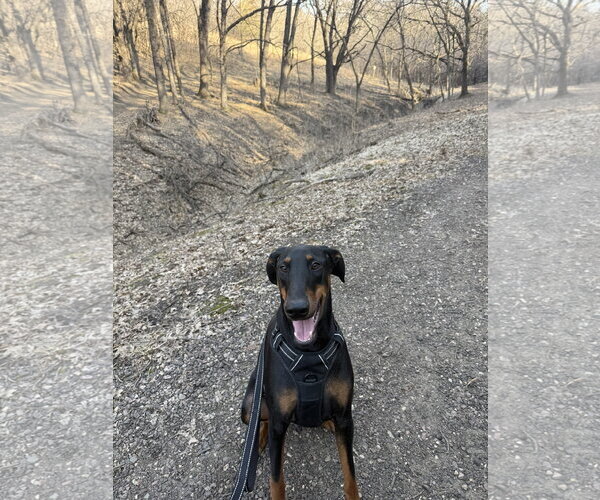 Medium Photo #8 Doberman Pinscher Puppy For Sale in Minneaoplis, MN, USA