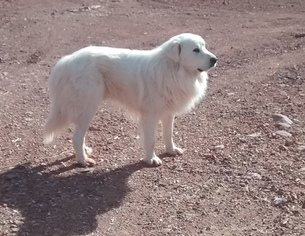 Father of the Great Pyrenees puppies born on 12/15/2018