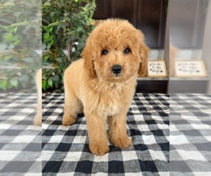 Goldendoodle (Miniature) Puppy for sale in GREENWOOD, IN, USA
