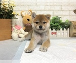 Small Photo #2 Shiba Inu Puppy For Sale in REDWOOD CITY, CA, USA