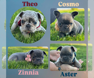 French Bulldog Puppy for sale in COLORADO SPRINGS, CO, USA