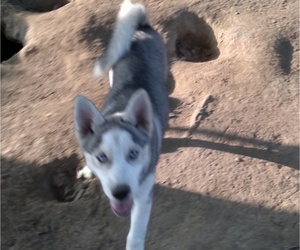 Siberian Husky Puppy for sale in OWENSBORO, KY, USA