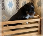 Small #7 Shel-Aussie