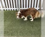 A615081 - Female Australian Shepherd Dog for Adoption - Small photo