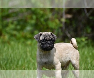 Pug Puppy for sale in PALM COAST, FL, USA