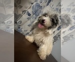 Small #6 Cavapoo-Poodle (Miniature) Mix