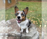 Bella - Female Unknown-Welsh Corgi Mix Dog for Adoption - Small photo