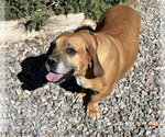 Small #3 Basset Hound Mix