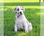 Small #2 Great Dane