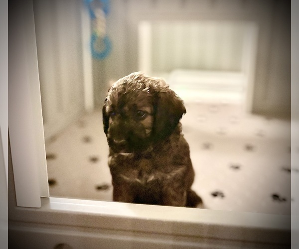 Medium Photo #11 Goldendoodle (Miniature) Puppy For Sale in CAPE CORAL, FL, USA