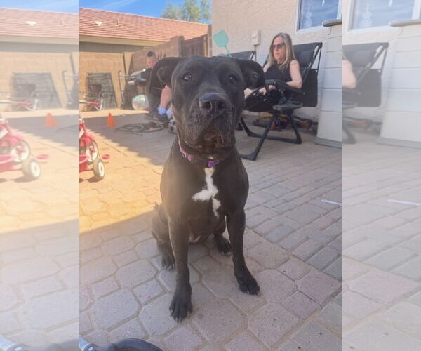 Medium Photo #4 Mutt Puppy For Sale in Chandler, AZ, USA
