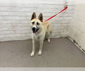 Siberian Husky-Unknown Mix Dogs for adoption in San Bernardino, CA, USA